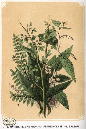 Pdxc2584 -- Plants & Leaves Color Illustration