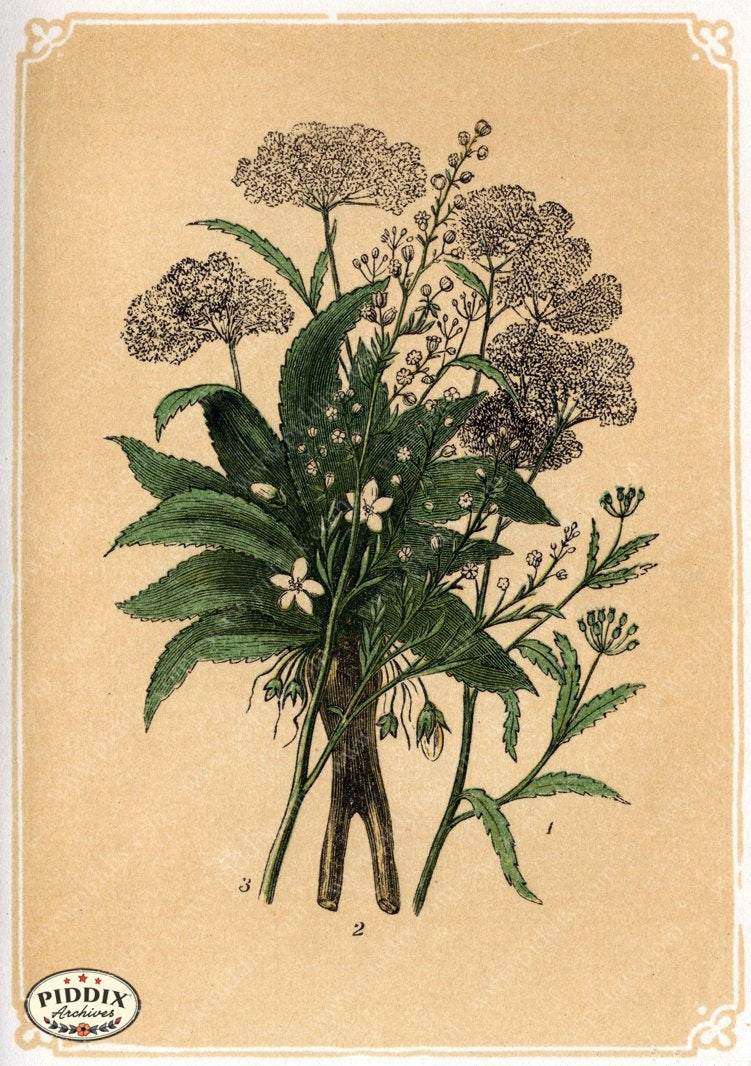 Pdxc2585 -- Plants & Leaves Color Illustration