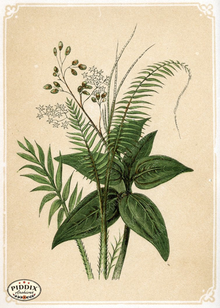 Pdxc2586 -- Plants & Leaves Color Illustration
