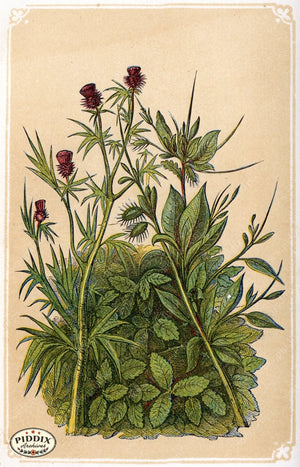 Pdxc2587 -- Plants & Leaves Color Illustration