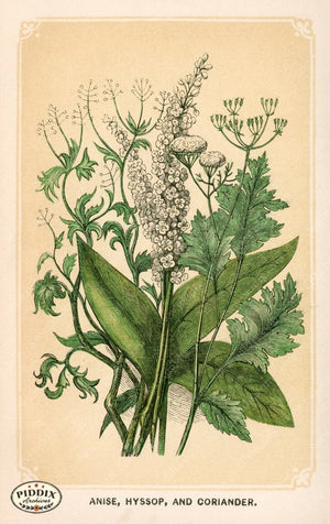Pdxc2588 -- Plants & Leaves Color Illustration