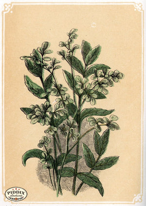 Pdxc2589 -- Plants & Leaves Color Illustration