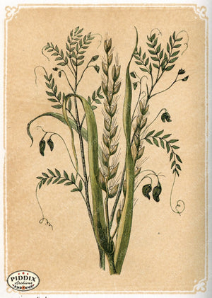 Pdxc2590A -- Plants & Leaves Color Illustration