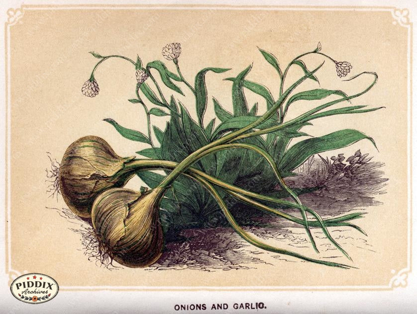 Pdxc2591 -- Plants & Leaves Color Illustration