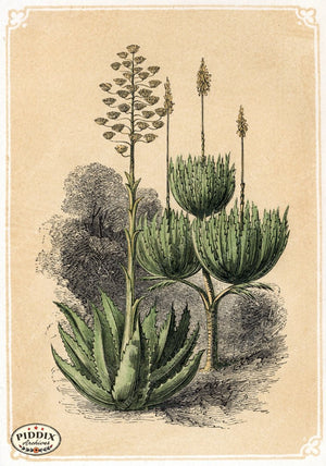 Pdxc2594 -- Plants & Leaves Color Illustration