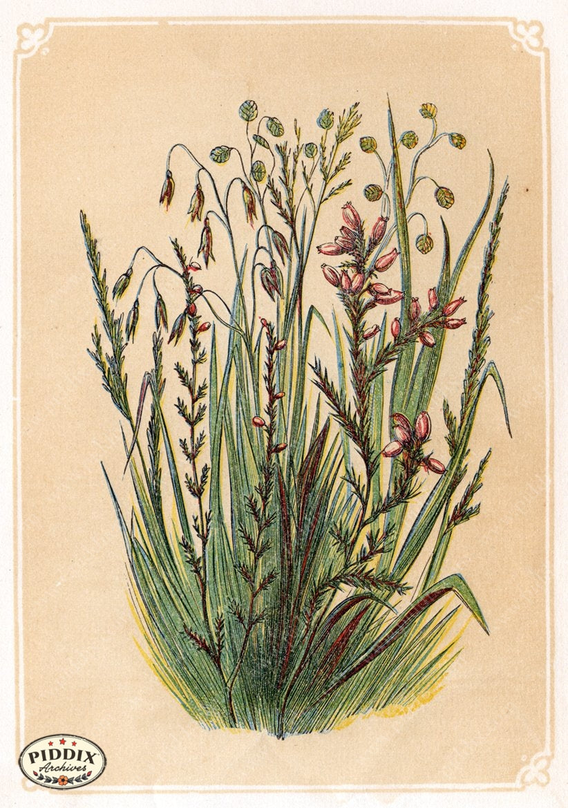Pdxc2595B -- Plants & Leaves Color Illustration