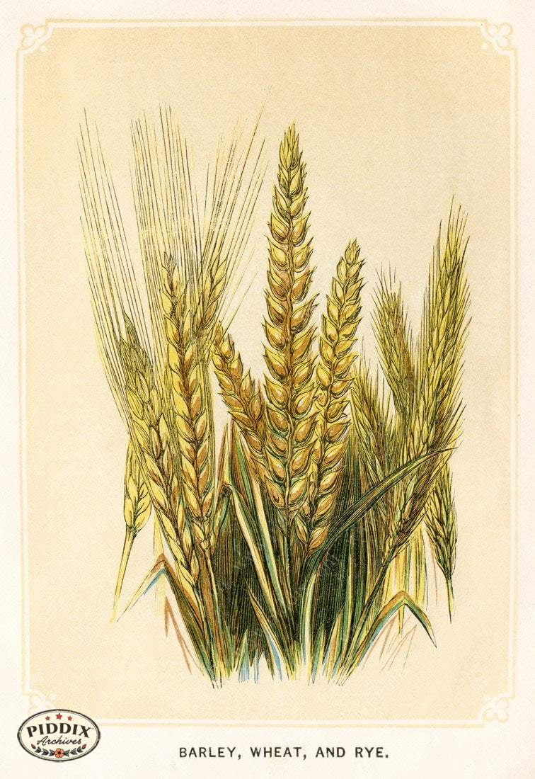 Pdxc2596 -- Plants & Leaves Color Illustration