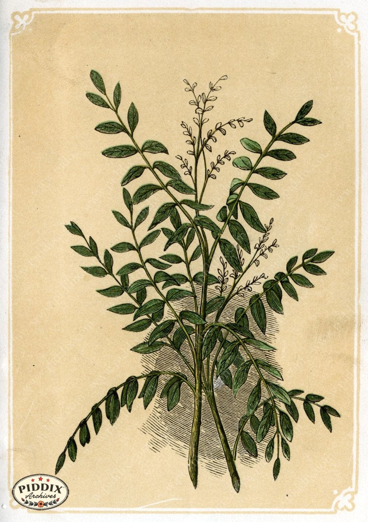 Pdxc2597 -- Plants & Leaves Color Illustration