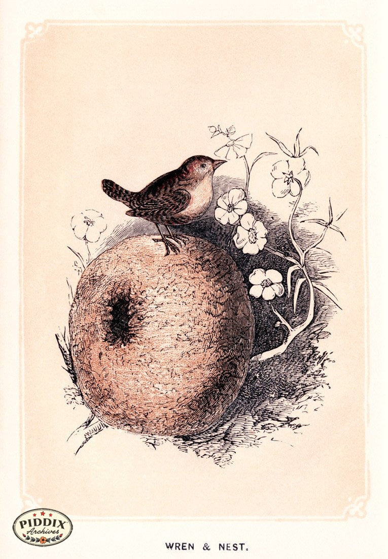 Pdxc2604 -- Birds Color Illustration