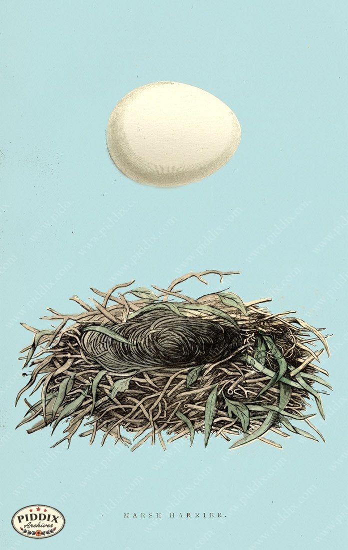 Pdxc2926B -- Bird Eggs & Nests Color Illustration