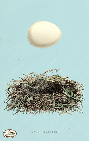 Pdxc2926B -- Bird Eggs & Nests Color Illustration