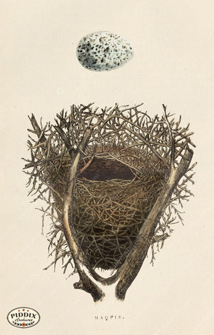 Pdxc2941 -- Bird Eggs & Nests Color Illustration