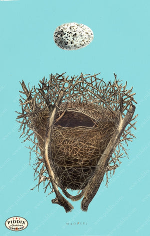 Pdxc2941B -- Bird Eggs & Nests Color Illustration
