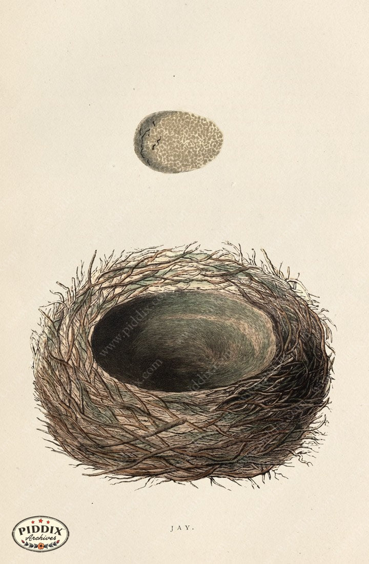 Pdxc2943A -- Bird Eggs & Nests Color Illustration