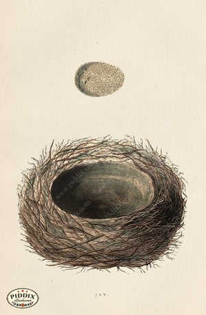Pdxc2943A -- Bird Eggs & Nests Color Illustration