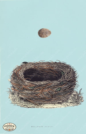 Pdxc2945B -- Bird Eggs & Nests Color Illustration
