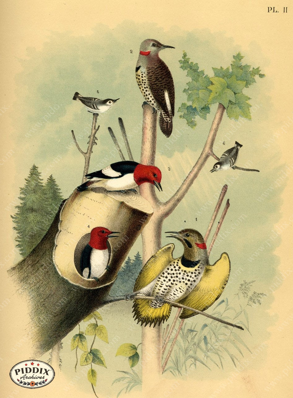 Pdxc3156 -- Birds Color Illustration