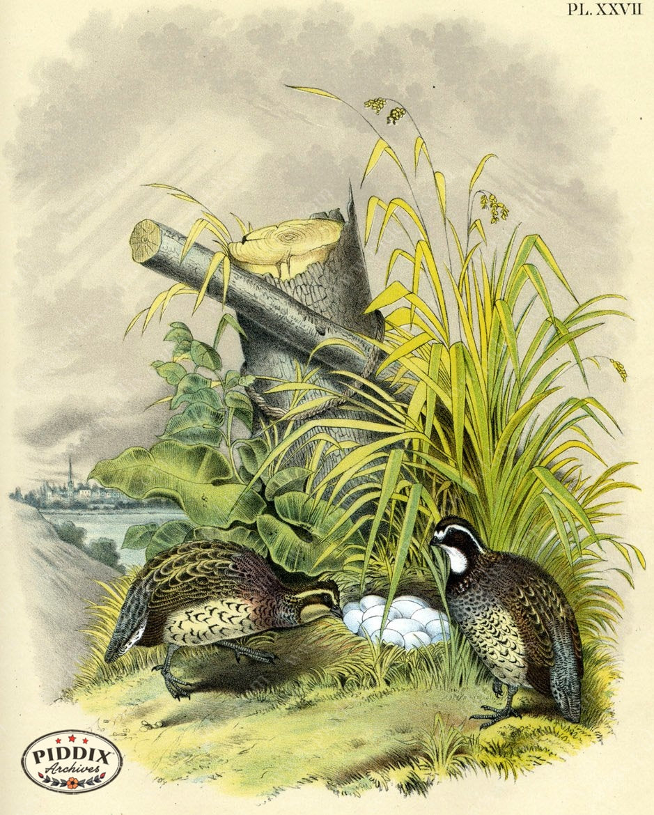 Pdxc3157 -- Birds Color Illustration