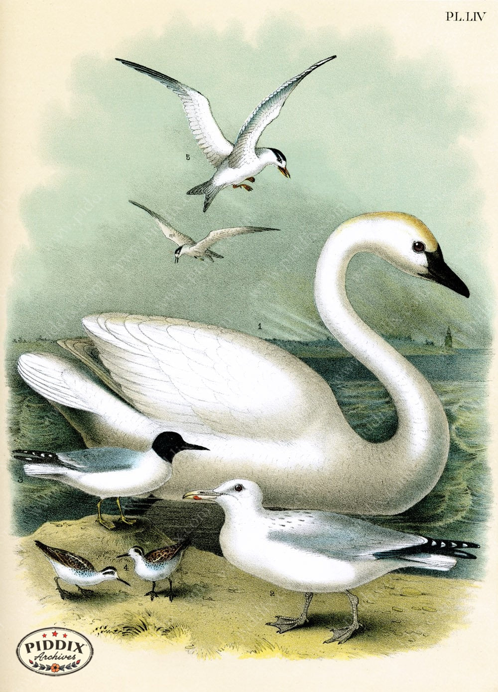 Birds Pdxc3158 Color Illustration