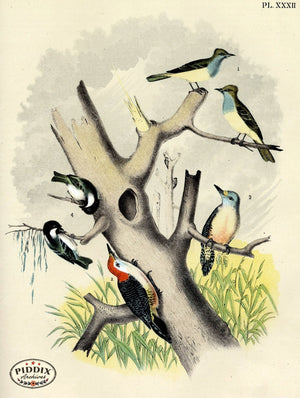Pdxc3161 -- Birds Color Illustration