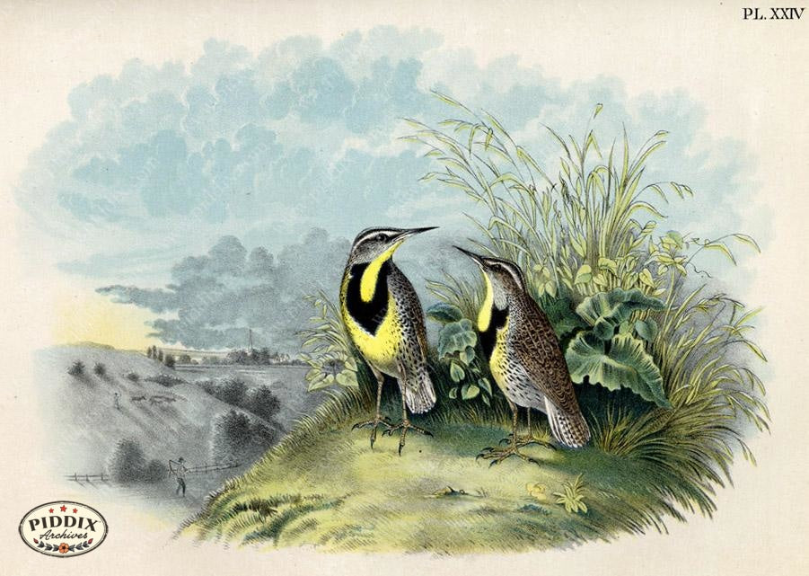 Pdxc3162 -- Birds Color Illustration