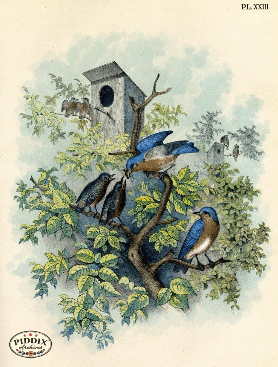 Pdxc3163 -- Birds Color Illustration