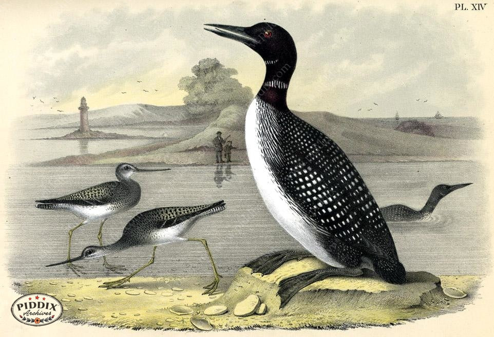 Pdxc3164 -- Birds Color Illustration