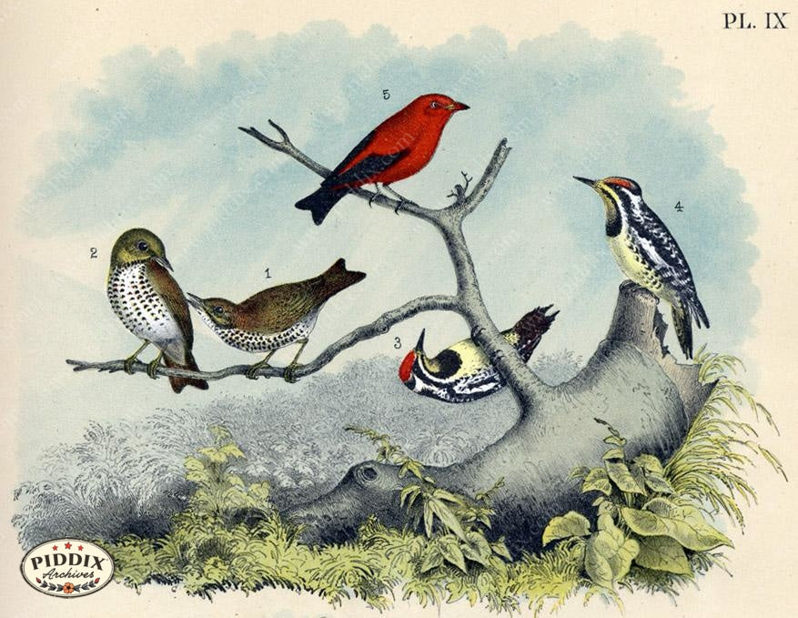 Pdxc3168 -- Birds Color Illustration