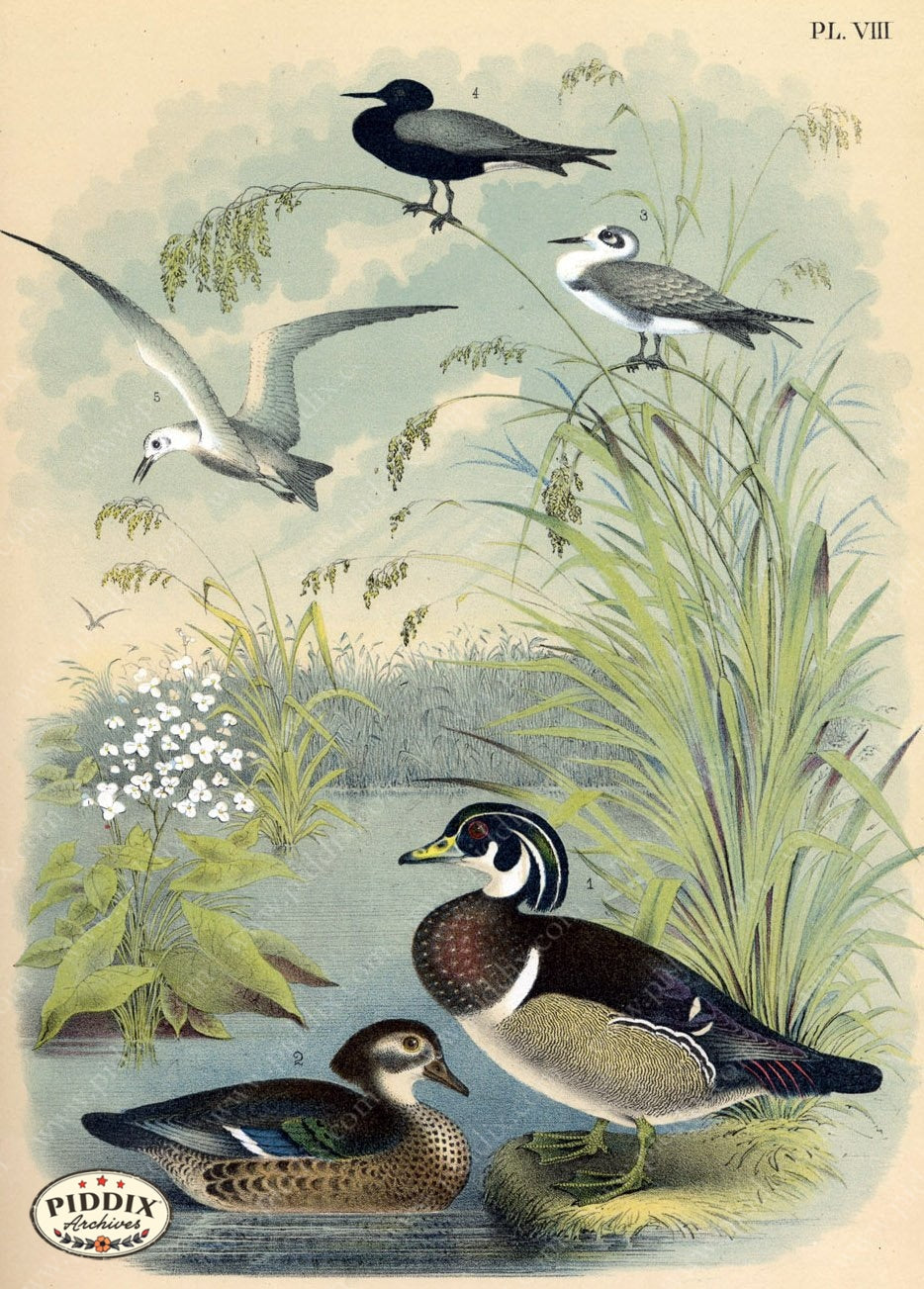 Pdxc3169 -- Birds Color Illustration
