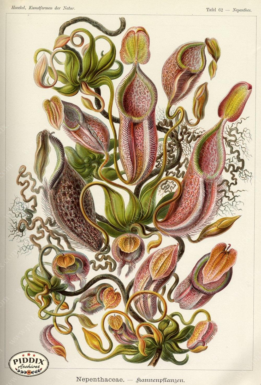 Pdxc3176 -- New For November Color Illustration