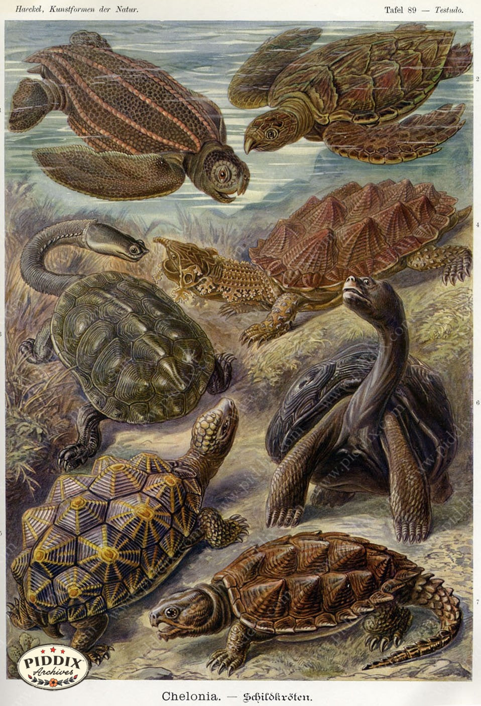 Pdxc3179 -- Underwater Creatures Color Illustration