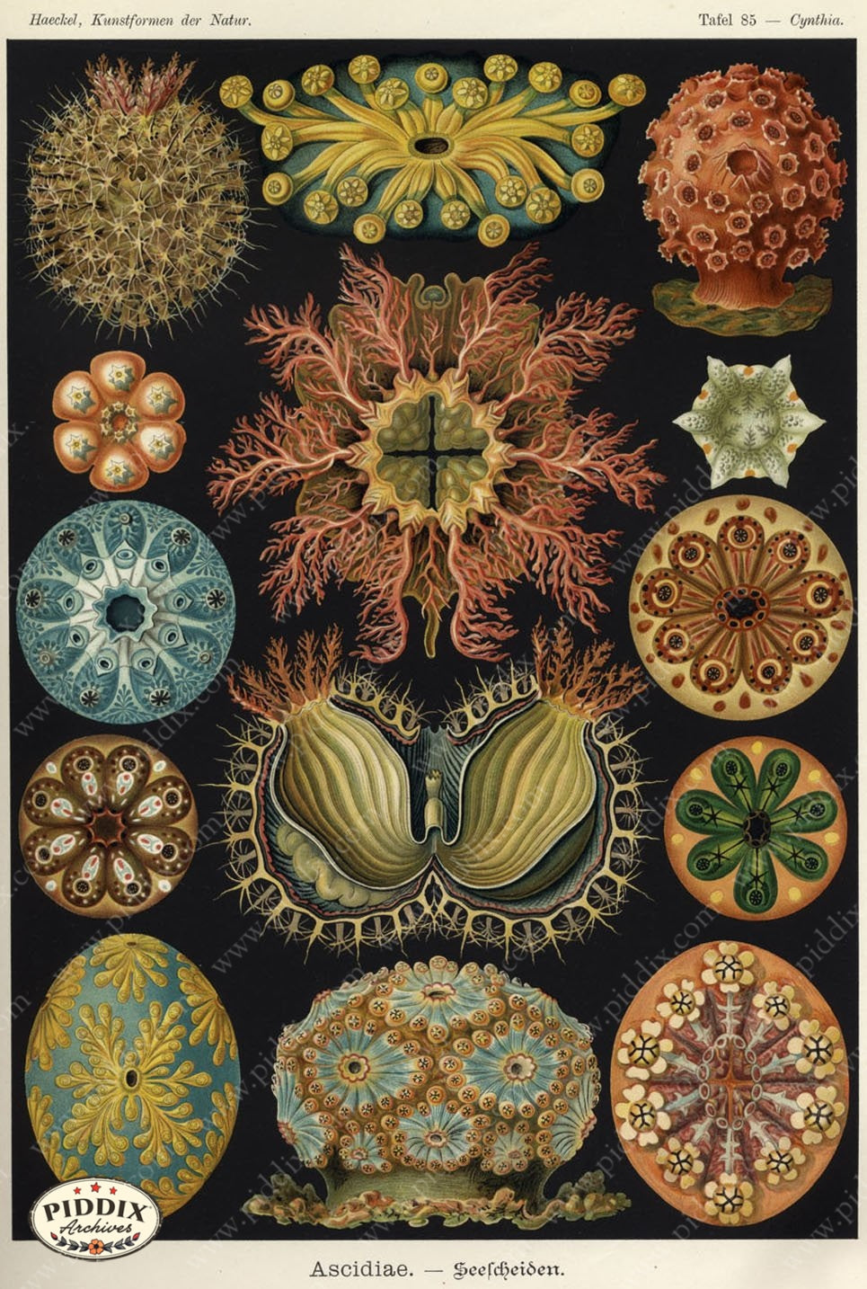 Pdxc3180 -- Underwater Creatures Color Illustration