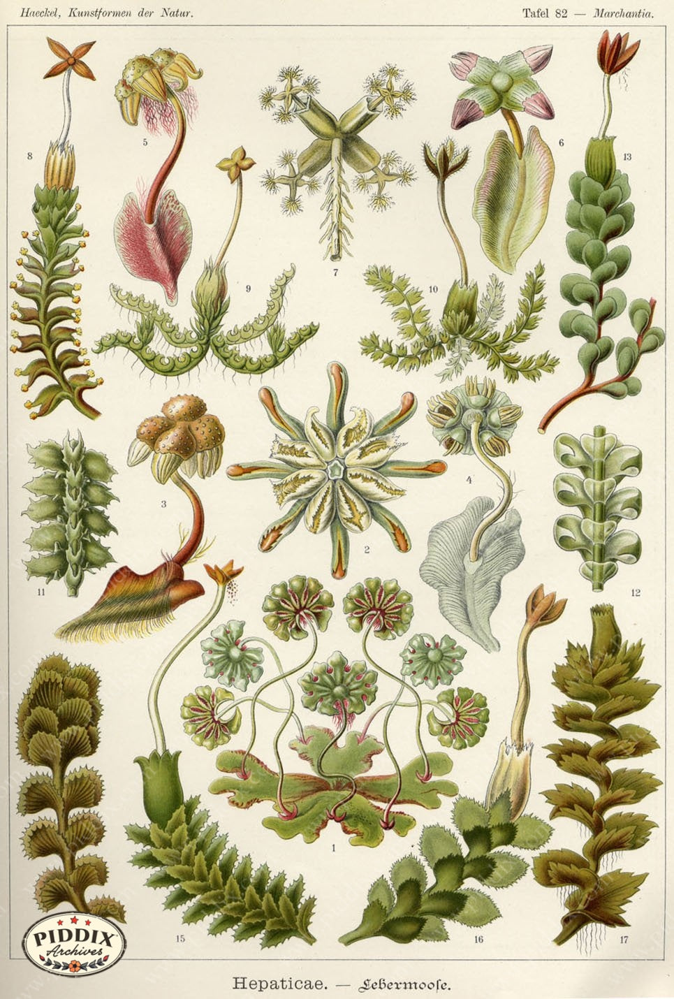 Pdxc3181 -- Underwater Creatures Color Illustration