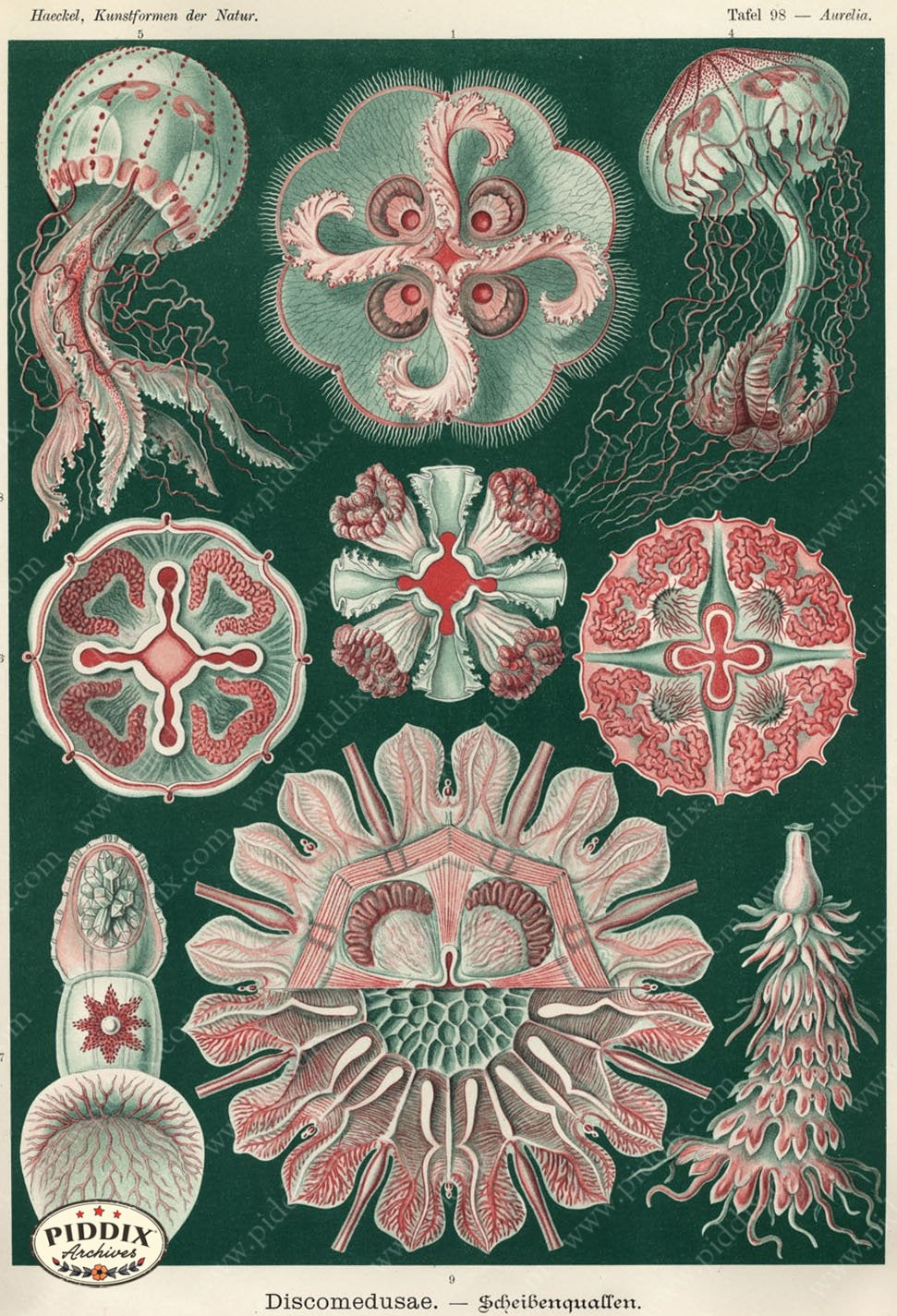 Pdxc3185 -- Underwater Creatures Color Illustration