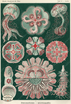 Pdxc3185 -- Underwater Creatures Color Illustration