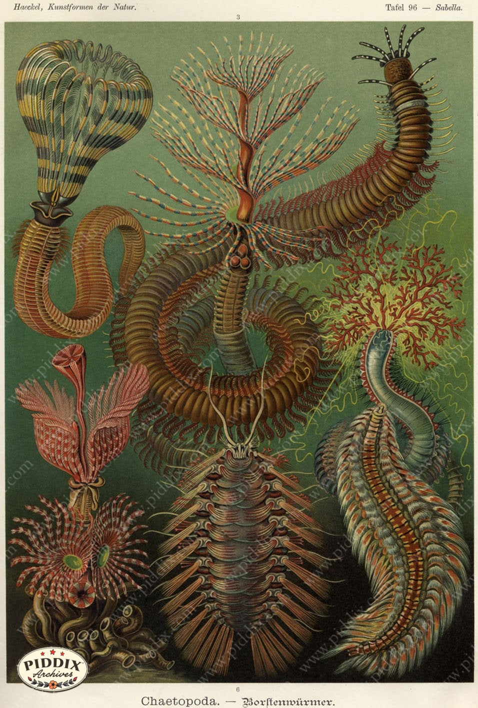 Pdxc3186 -- Underwater Creatures Color Illustration