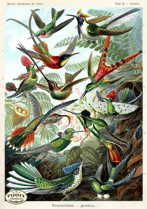 Pdxc3188 -- Birds Color Illustration