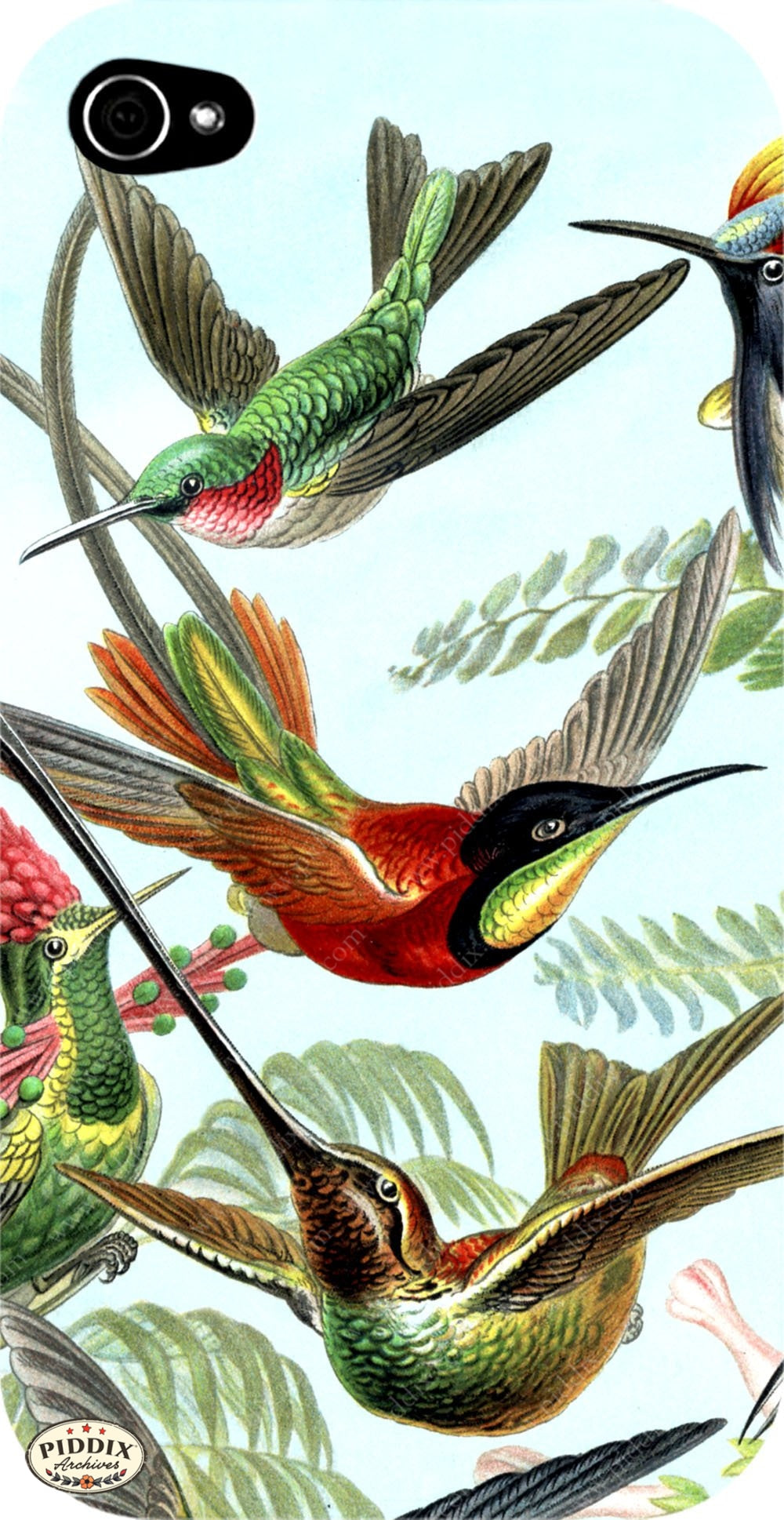 Pdxc3188 -- Birds Color Illustration