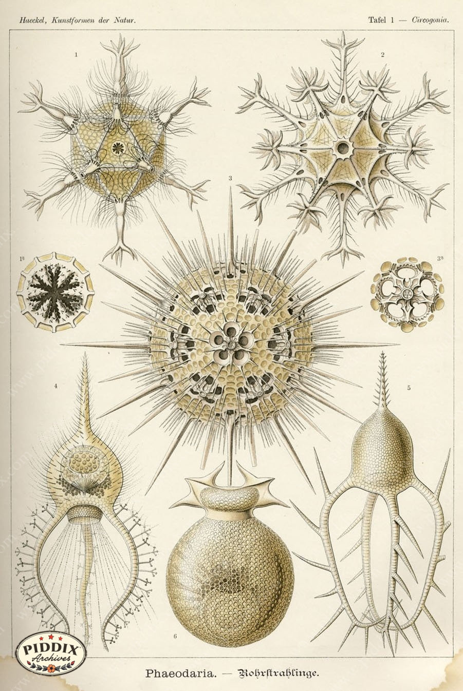Pdxc3192 -- Underwater Creatures Color Illustration