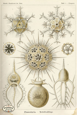 Pdxc3192 -- Underwater Creatures Color Illustration