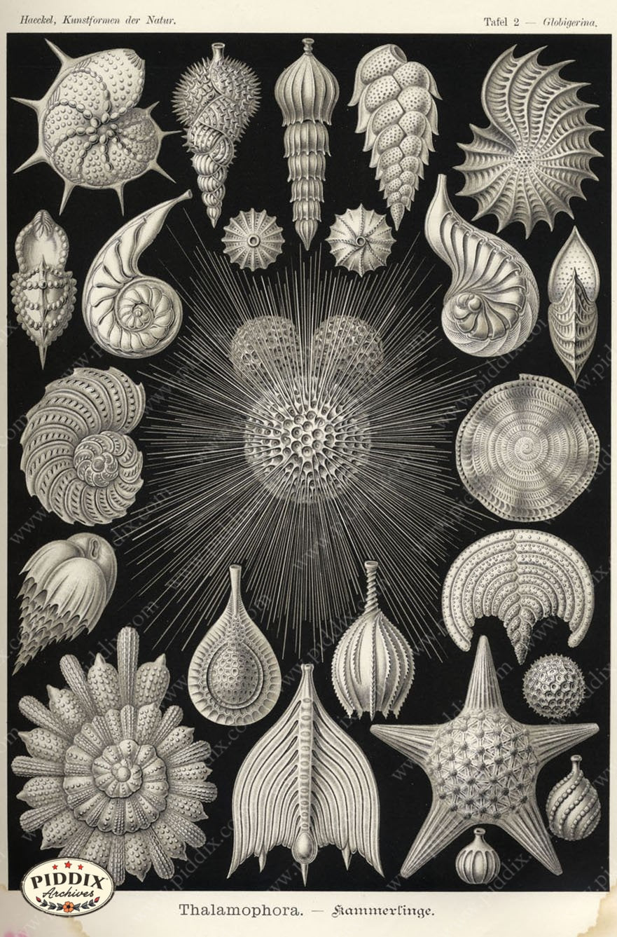 Pdxc3194 -- Underwater Creatures Color Illustration