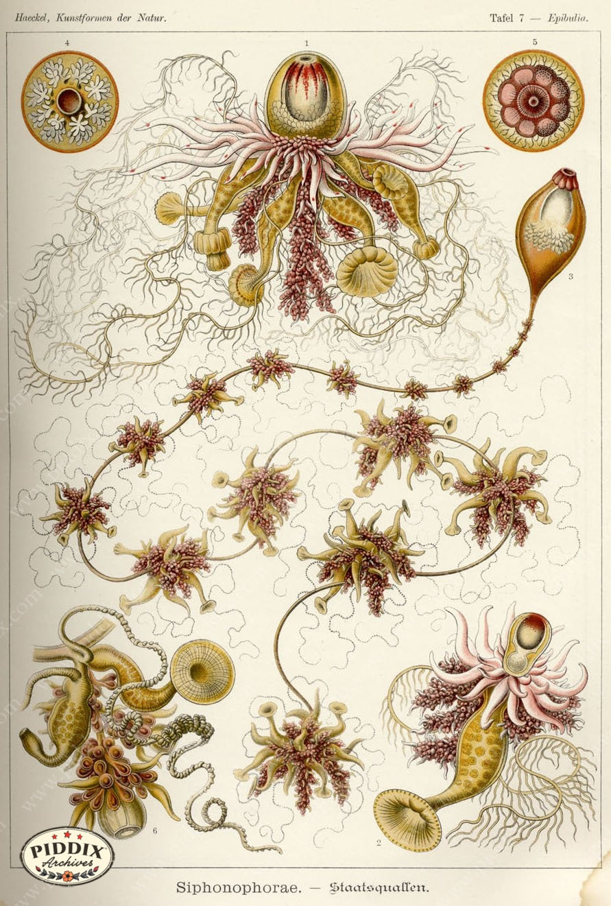 Pdxc3196 -- Underwater Creatures Color Illustration