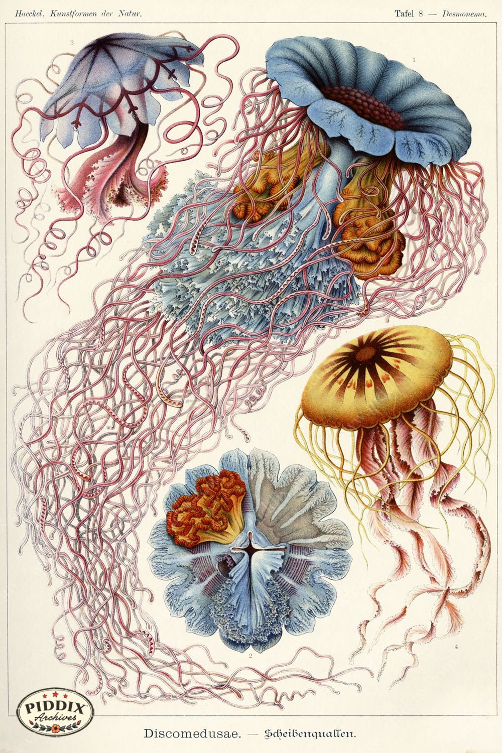Pdxc3197 -- Underwater Creatures Color Illustration