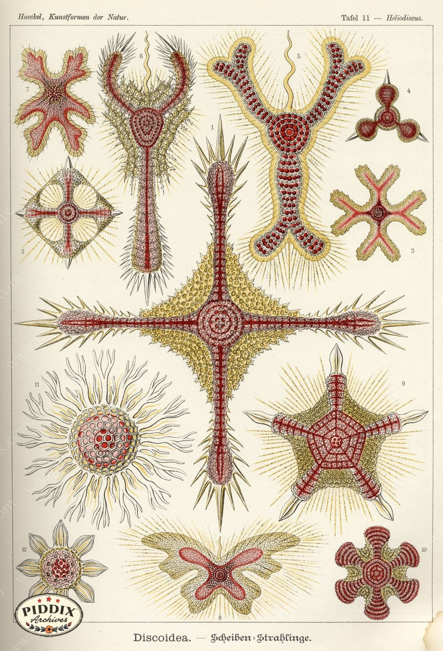 Pdxc3199 -- Underwater Creatures Color Illustration