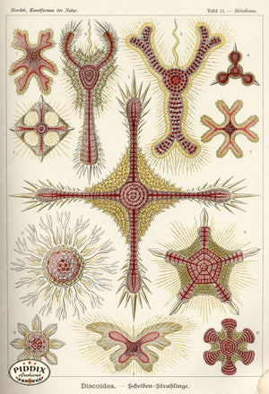 Pdxc3199 -- Underwater Creatures Color Illustration