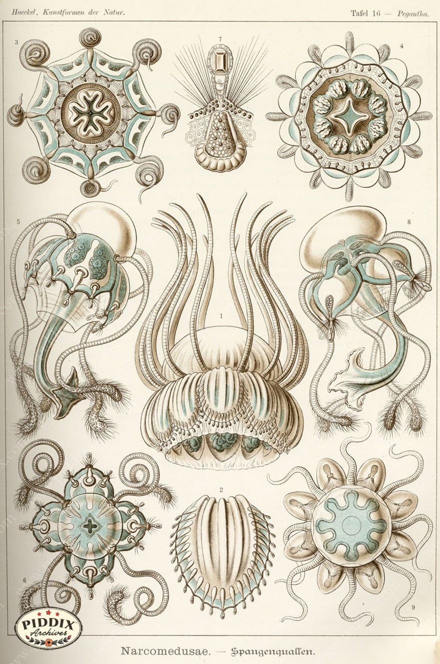 Pdxc3201 -- Underwater Creatures Color Illustration