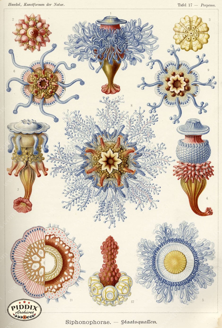 Pdxc3202 -- Underwater Creatures Color Illustration