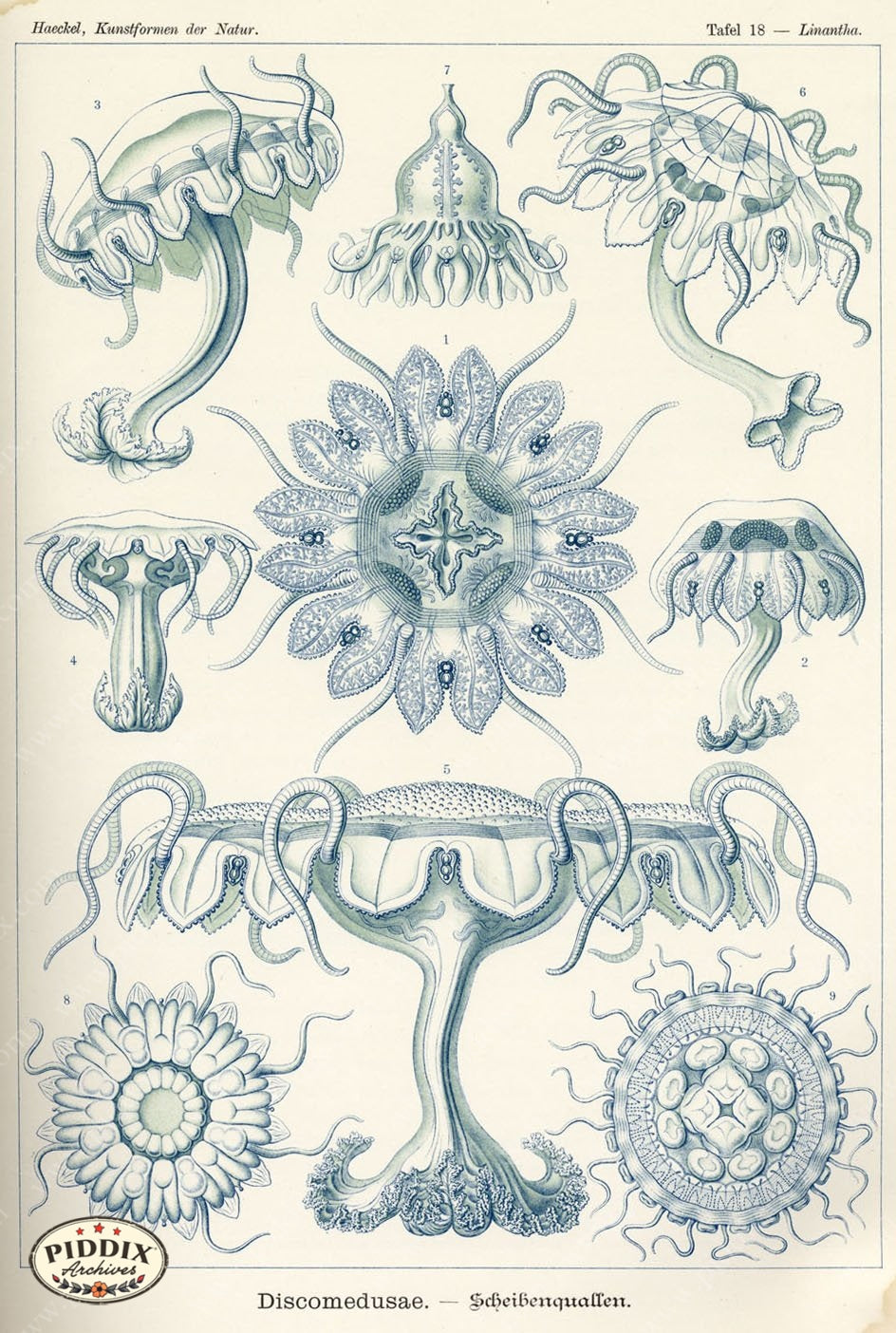 Pdxc3203 -- Underwater Creatures Color Illustration