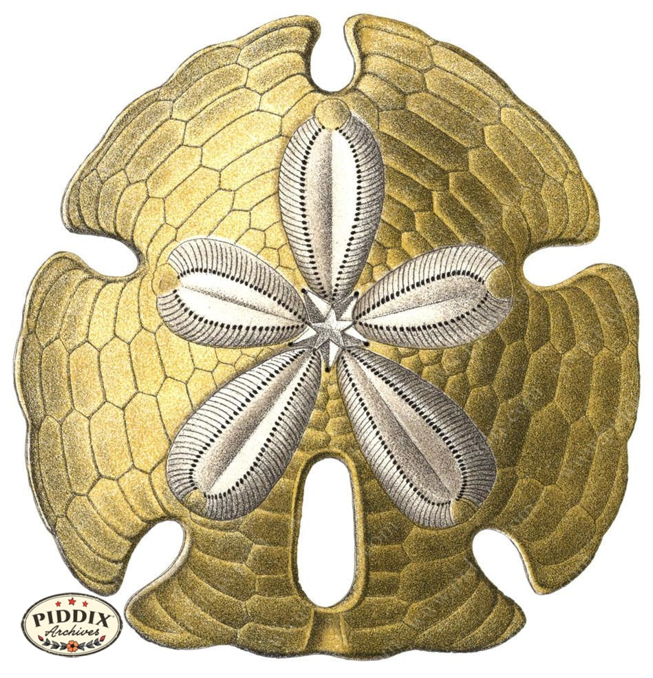 Pdxc3204 -- Underwater Creatures Color Illustration