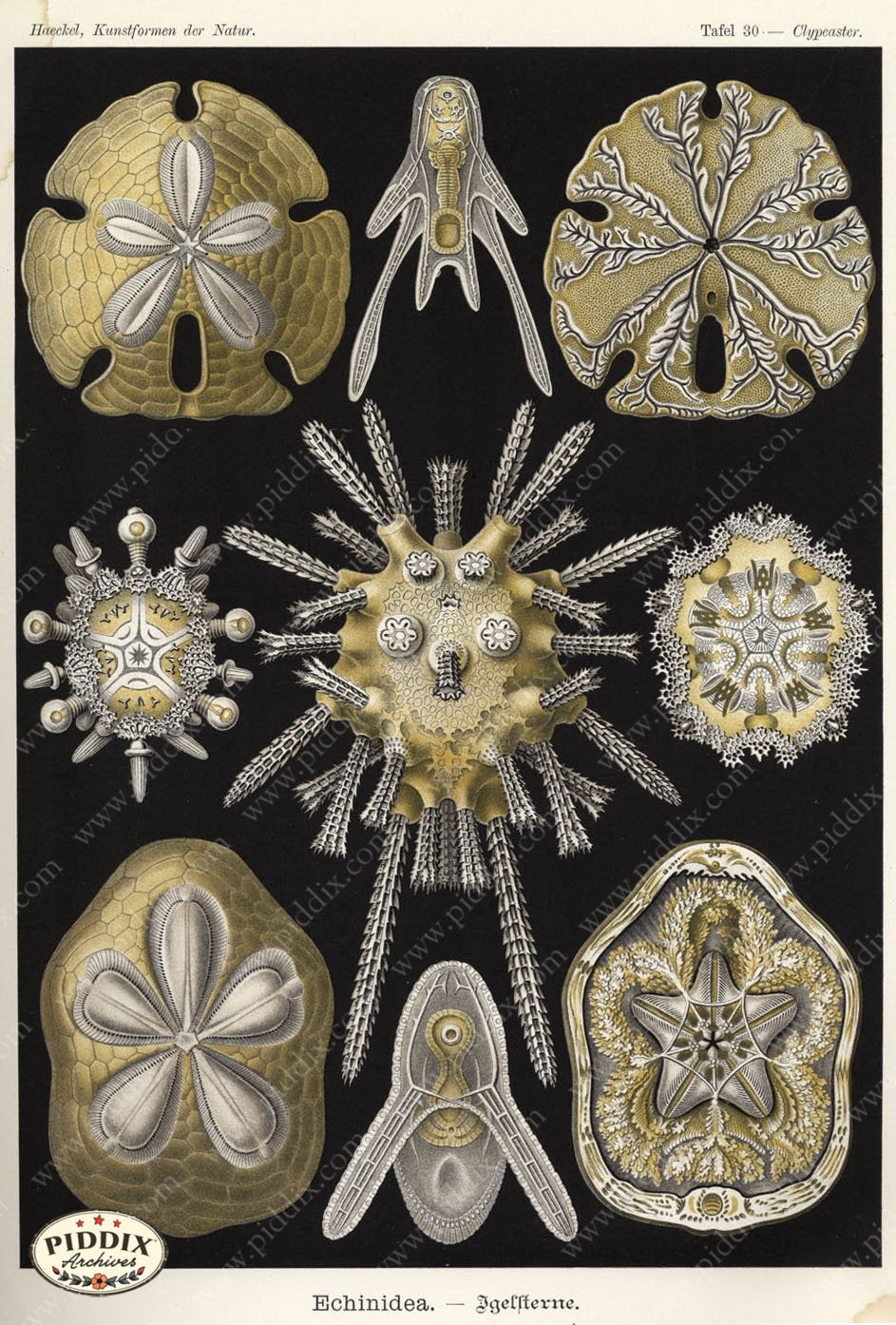 Pdxc3205 -- Underwater Creatures Color Illustration